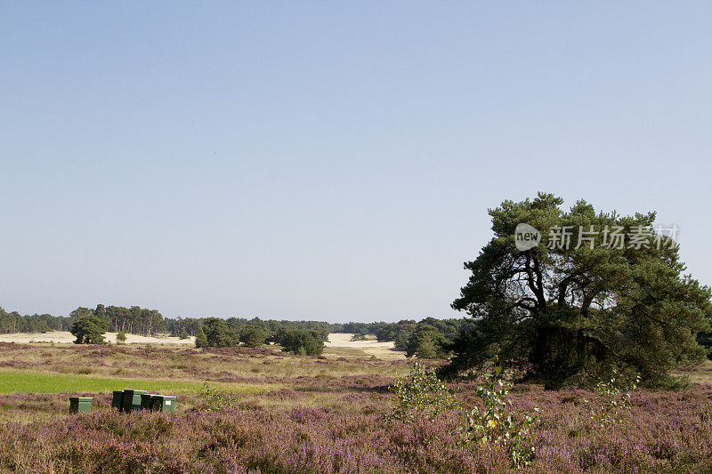 荷兰景观:沙丘(Wekeromse Zand)